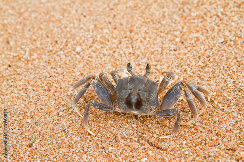 crab on the beach © photonewman
