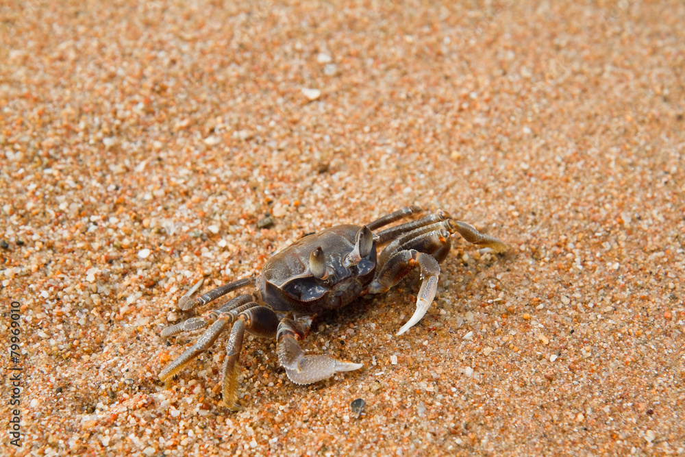 crab on the beach