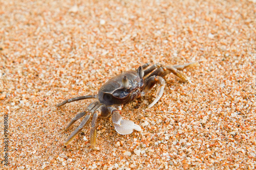 crab on the beach