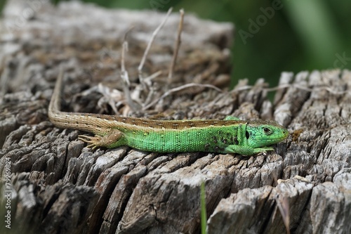 Lizard on a stump