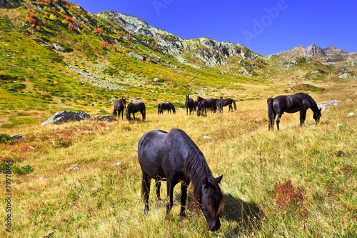 dark horse grazing in the mountains photo