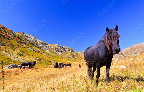 dark horse looking at the camera photo