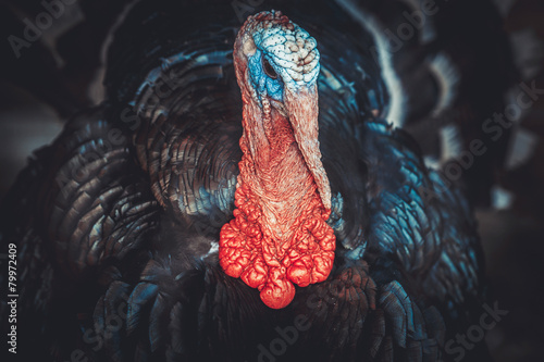 closeup portrait of a turkey