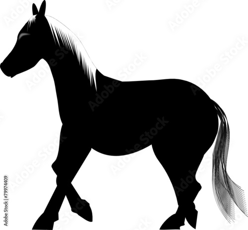 Il Cavallo