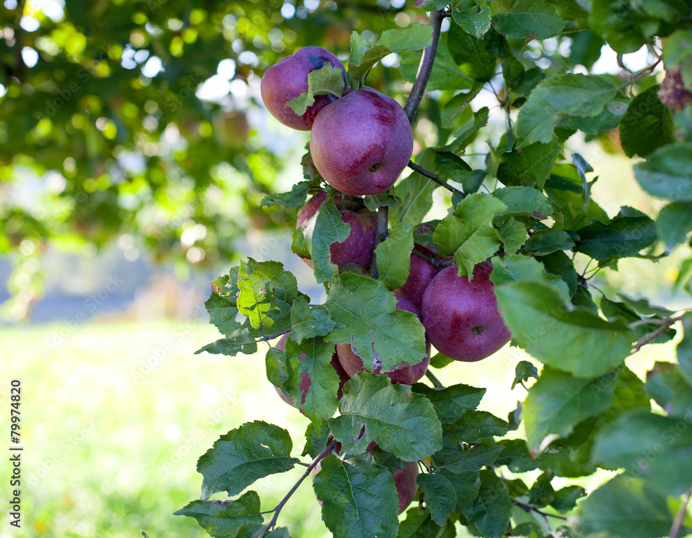 custom made wallpaper toronto digitalgrowing apples