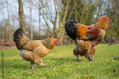 Billede på lærred Brahma chickens
