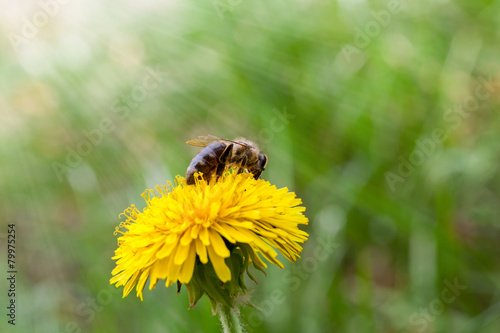 Bee on dandelion photo