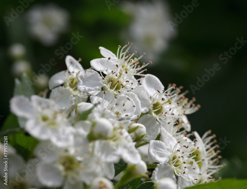 Flowering whitethorn