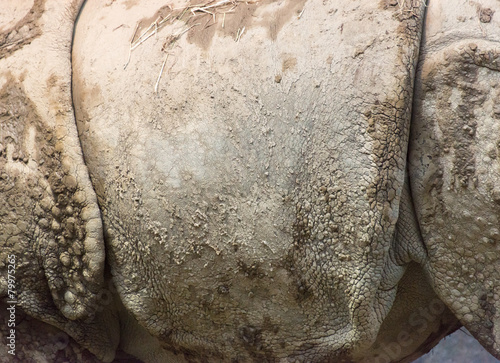 Detail of the thick skin of an Indian rhinoceros photo