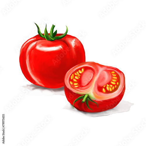 tomato Vector illustration  hand drawn  painted