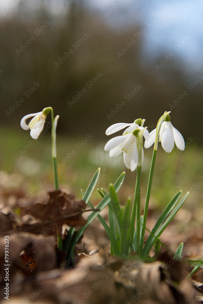 Fototapeta premium Snowdrops in forest