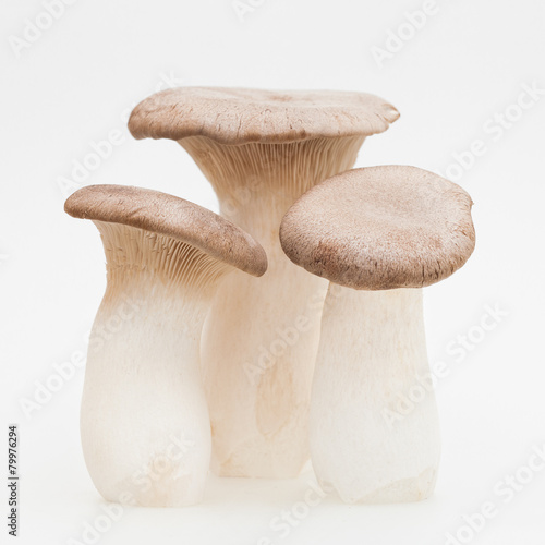 King Trumpet (Oyster) Mushroom