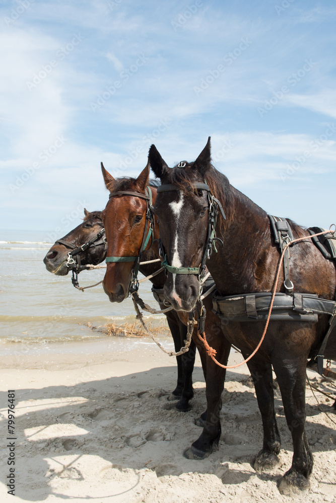 Horses with tilt car at the coast