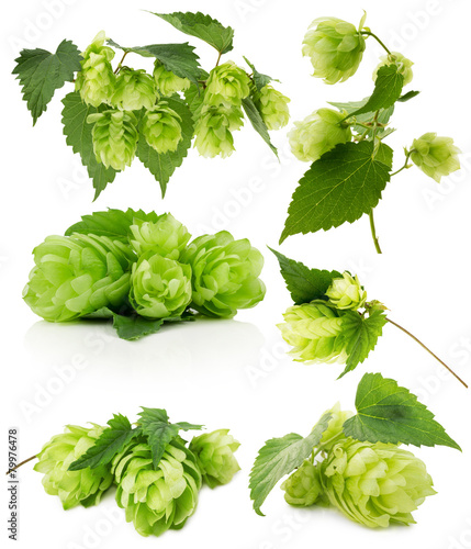set of green hops isolated on the white background photo
