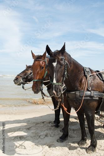 Horses with tilt car at the coast © Ivonne Wierink