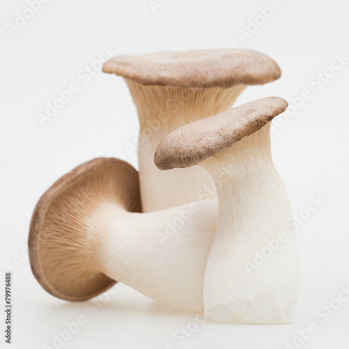 King Trumpet (Oyster) Mushroom