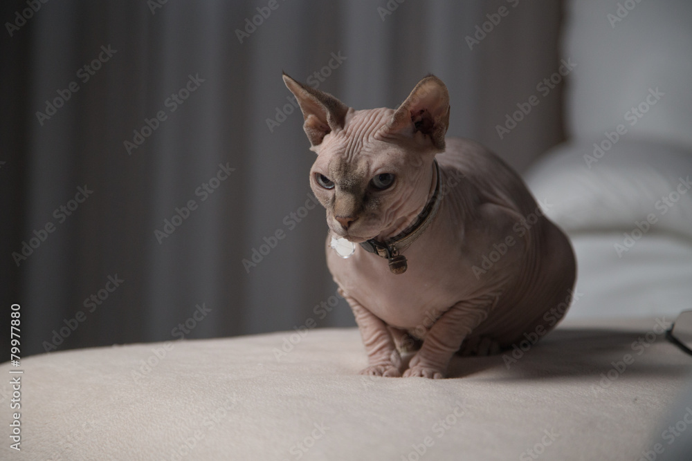 Sphynx cat sits on a chair