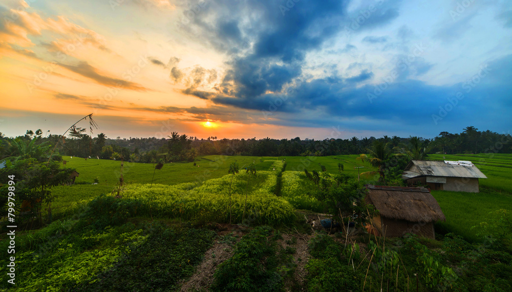 Rice field Rice field