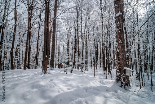 A walk through the woods to the maple syrup shack.