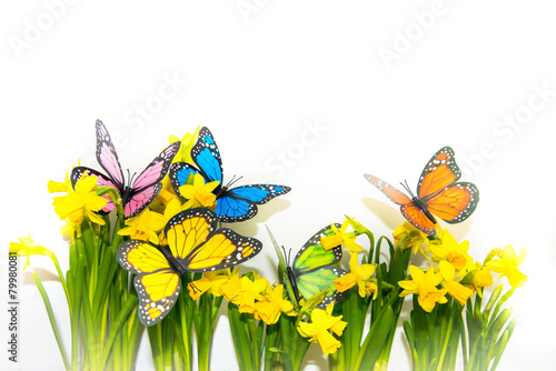 bunte Schmetterlinge mit Osterglocken