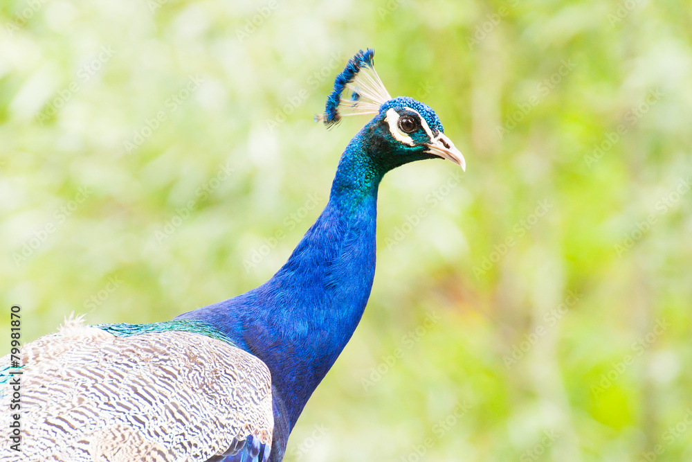 Obraz premium Blauer Pfau