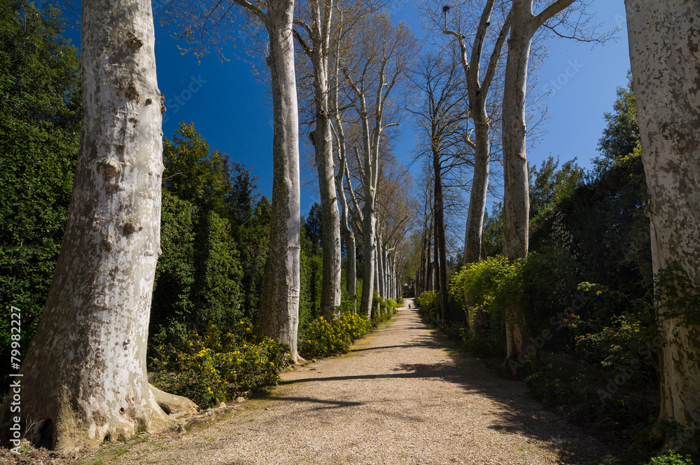 Sycamore (Platanus) alley in Boboli Gardens, Florence, Italy. Sycamore (Platanus) alley in Boboli Gardens, Florence, Italy.