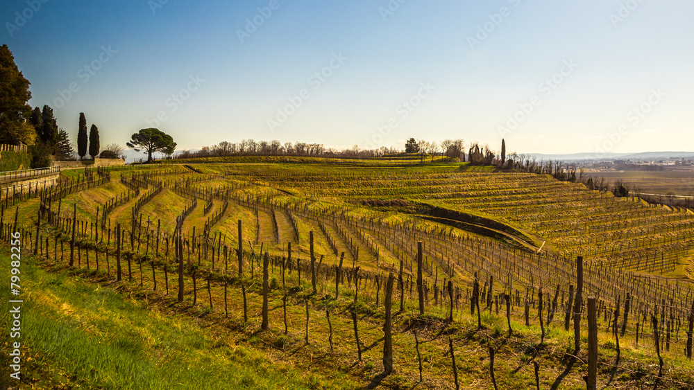 Fototapeta premium Vineyard in early spring