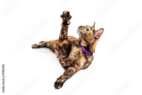 Cute Bengal Cat Raising Arm