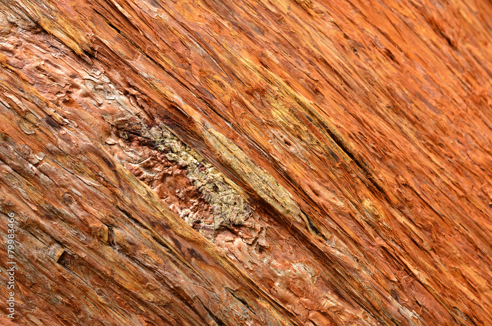 Background - Pine Bark