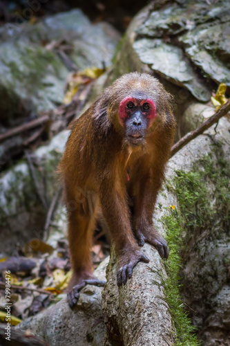 Old member of Stump-tailed macaque (Macaca arctoides ) photo