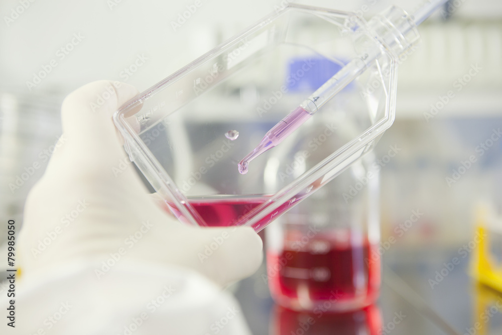 Germany, Bavaria, Munich, Scientist working with cell culture in laboratory Germany, Bavaria, Munich, Scientist working with cell culture in laboratory