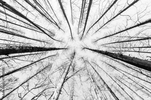 Looking fir tree forest in winter