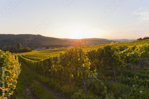 Germany, Saarland, View of vineyards