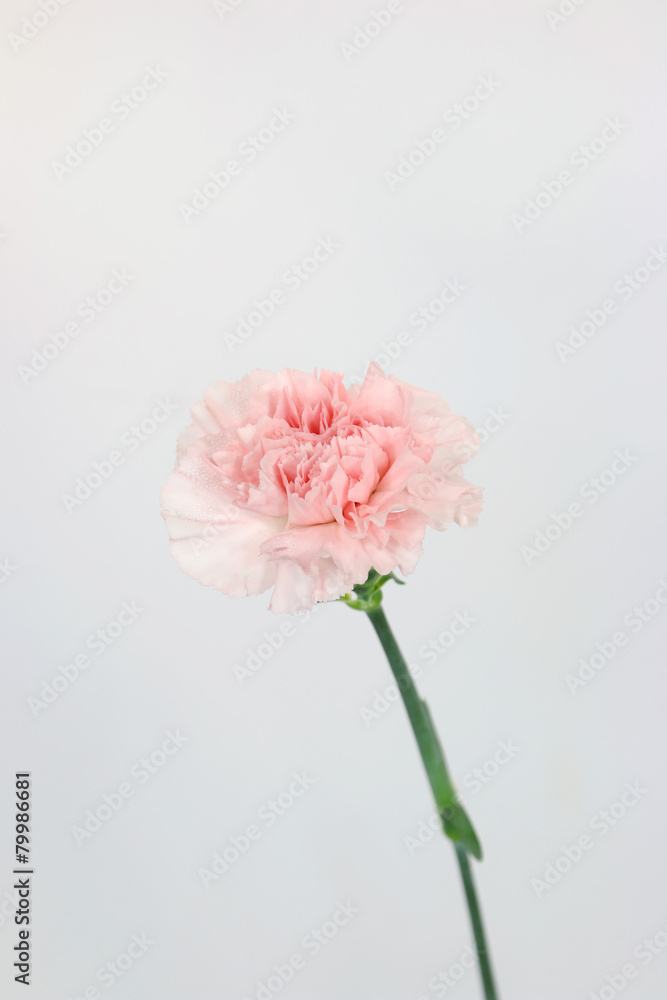 カーネーション