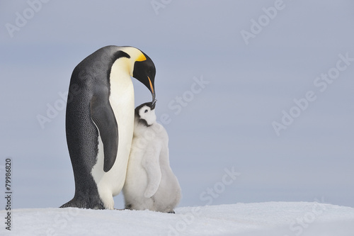Antarctica, Antarctic Peninsula, Emperor penguin with chick on snow hill island