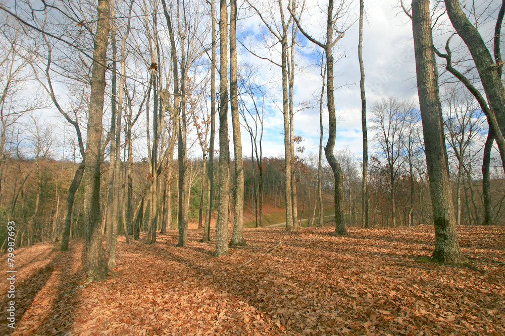 Fototapeta premium Forest