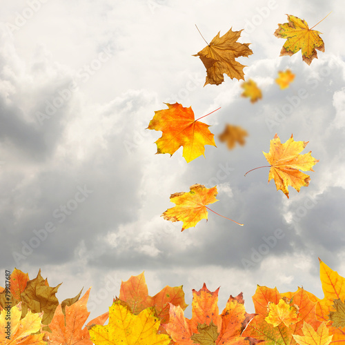 Collage of autumn leaves on sky background