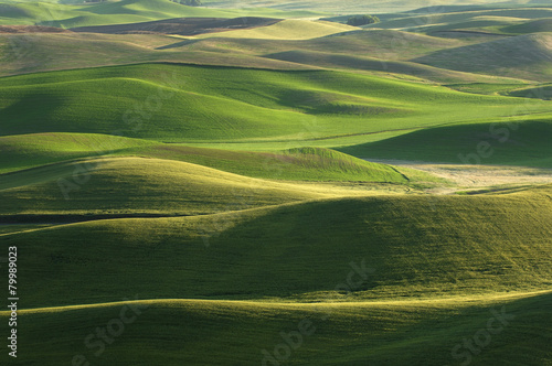 USA, Washington State, aerial view to fields and green hills of Palouse #79989023