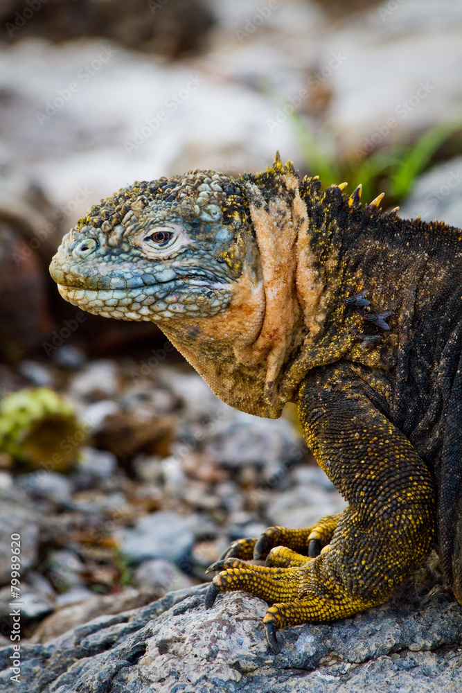 Portrait of a marine iguana in the Galpagos Islands Portrait of a marine iguana in the Galpagos Islands