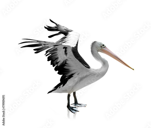 White - black Heron isolated