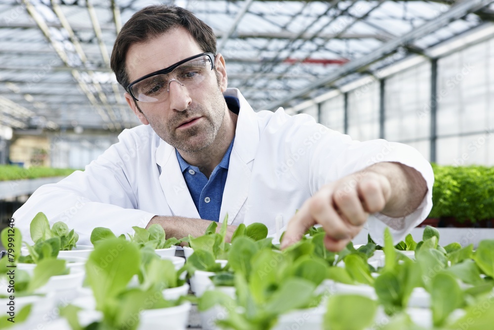 Germany, Bavaria, Munich, Scientist in greenhouse examining corn salad plants Germany, Bavaria, Munich, Scientist in greenhouse examining corn salad plants