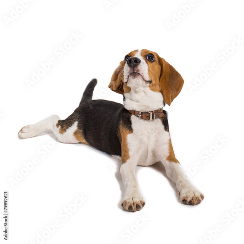 beagle on a white background © aradaphotography