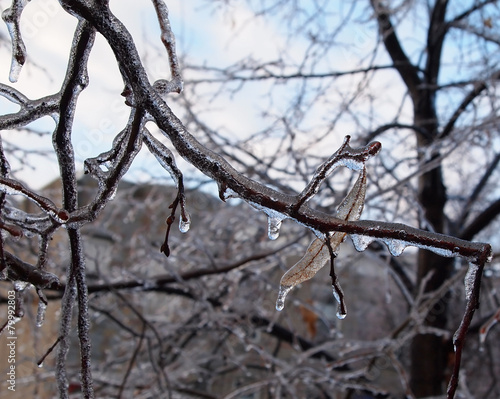 Ice On Tree Branches