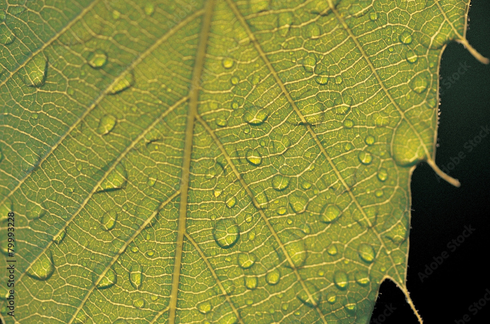 Obraz premium 풀잎에 맺힌 이슬