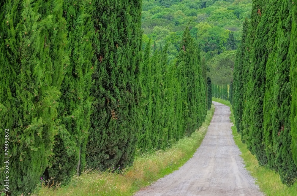 Fototapeta premium Zypressenallee - cypress avenue 30