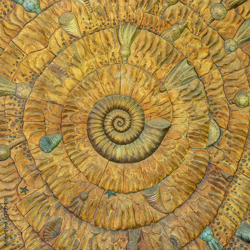 An amazing fibonacci pattern in a nautilus shell