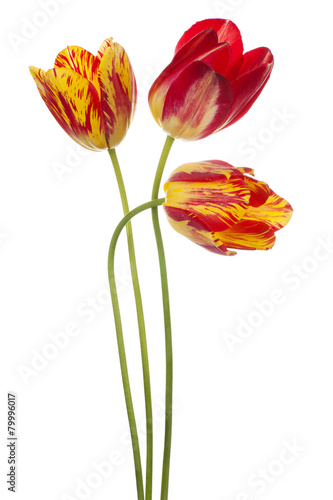 Fototapeta Naklejka Na Ścianę i Meble -  tulip