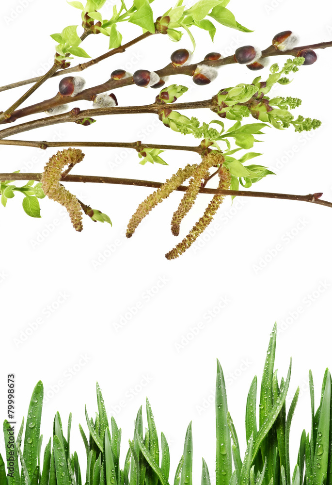 Obraz premium spring branch and green grass