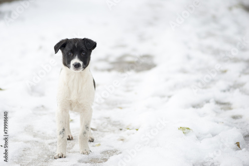 Fototapeta Naklejka Na Ścianę i Meble -  Homeless dog in the snow