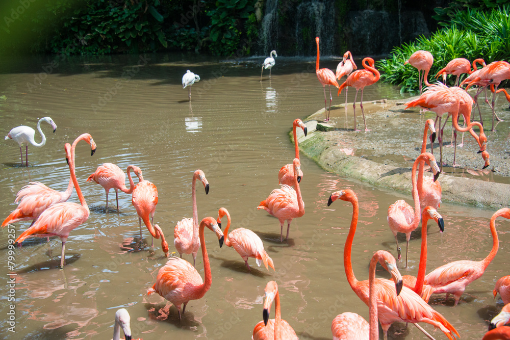 Naklejka premium Flamingo birds in the pond